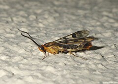 Synanthedon acerni