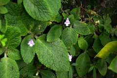 Eucodonia andrieuxii