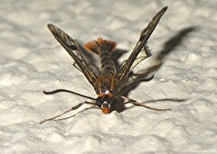 Synanthedon acerni