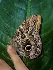 Caligo telamonius menus