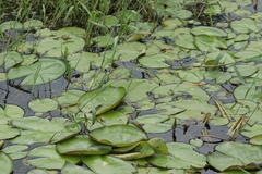 Nymphaea