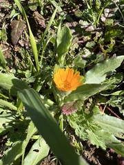 Calendula arvensis
