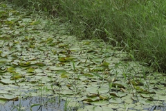 Nymphaea