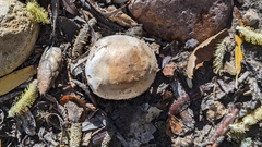 Amanita protecta