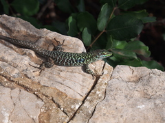 Podarcis siculus siculus