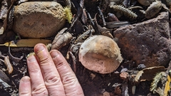 Amanita protecta