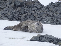 Leptonychotes weddellii