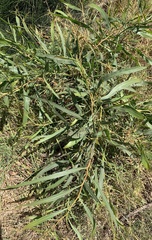 Acacia saligna