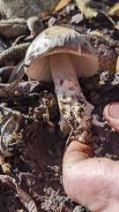 Amanita protecta