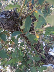 Quercus × undulata