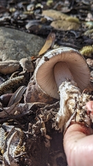Amanita protecta
