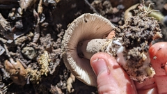 Amanita protecta