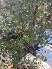 Quercus × undulata