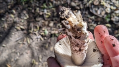 Amanita protecta