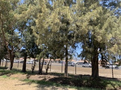 Casuarina cunninghamiana