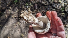 Amanita protecta