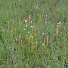 Rhynchospora latifolia