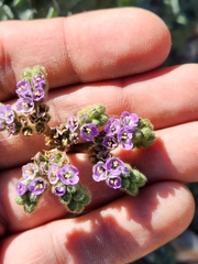 Phacelia pedicellata