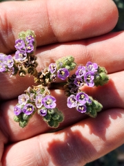 Phacelia pedicellata