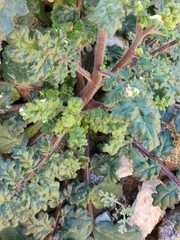 Phacelia pedicellata