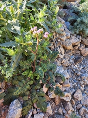 Phacelia pedicellata