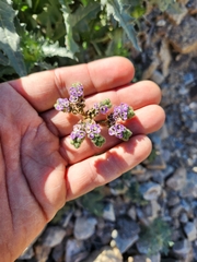 Phacelia pedicellata