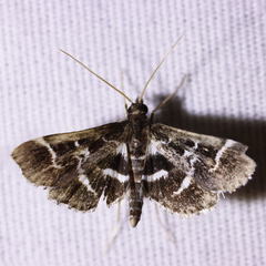 Diasemiodes janassialis