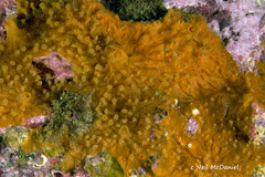 Phorbas hoffmani