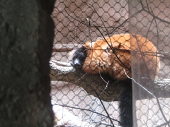 Varecia rubra