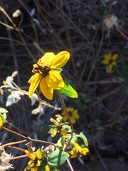 Helianthus bolanderi