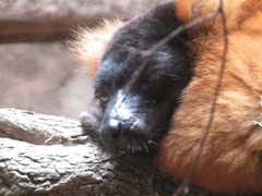 Varecia rubra