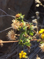 Helianthus bolanderi
