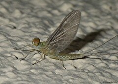 Callibaetis ferrugineus ferrugineus