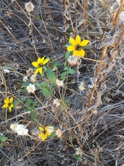 Helianthus bolanderi