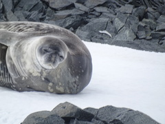 Leptonychotes weddellii