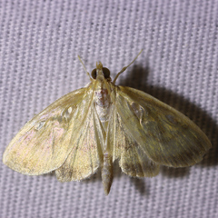 Crocidophora tuberculalis