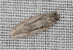 Phylomictis idiotricha