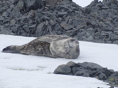 Leptonychotes weddellii