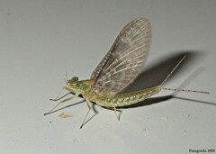 Callibaetis ferrugineus ferrugineus