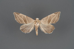 Plagiomimicus mimica