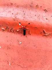 Compsocerus violaceus