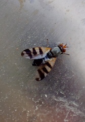 Ceroxys urticae