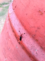 Compsocerus violaceus