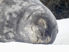 Leptonychotes weddellii