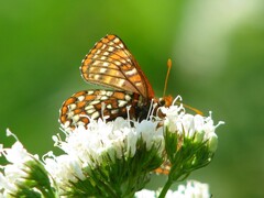 Euphydryas