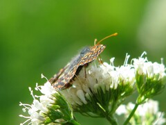 Euphydryas