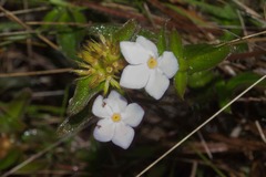 Sipanea pratensis pratensis