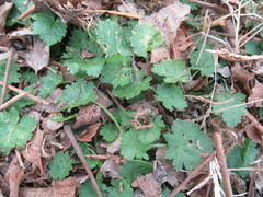 Modiola caroliniana