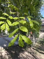 Kigelia africana