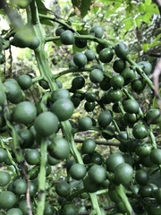 Chamaedorea linearis